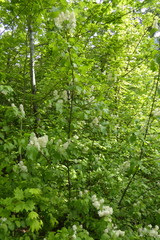 Ceanothus sanguineus