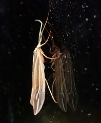 Psychoglypha bella