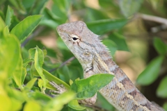 Calotes versicolor