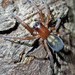 Callobius severus - Photo (c) Asa Spade, some rights reserved (CC BY-NC), uploaded by Asa Spade