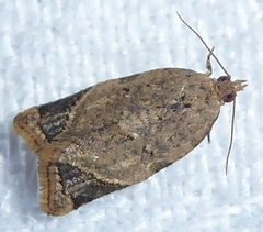 Neocalyptis affinisana