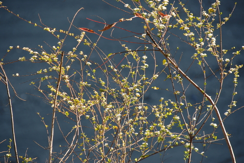 Spiraea prunifolia