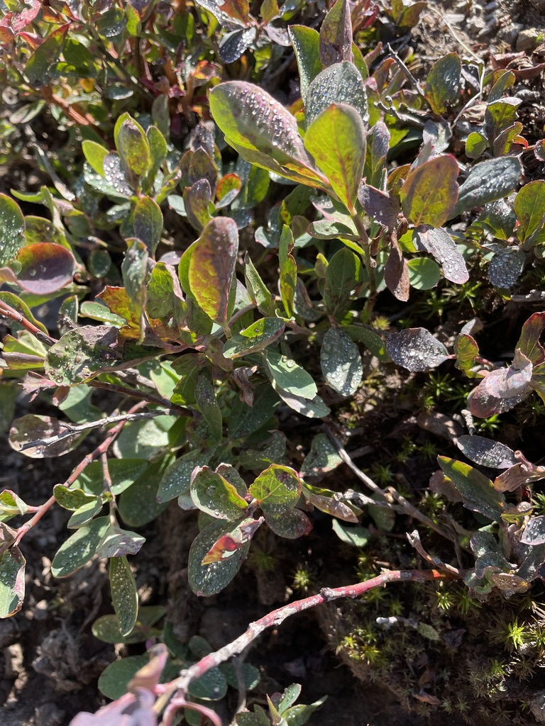 bog bilberry from Olympic National Park, Port Angeles, WA, US on July ...