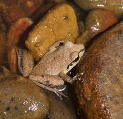 Pelodryadidae