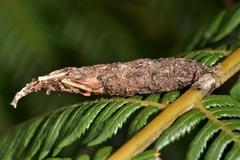 Liothula omnivora