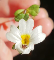 Euphrasia petriei
