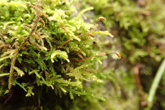 Claopodium bolanderi