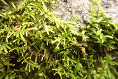 Claopodium bolanderi