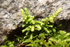 Claopodium bolanderi