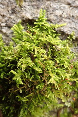 Claopodium bolanderi