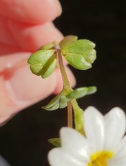 Euphrasia petriei