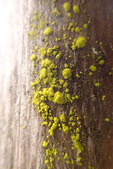 Chrysothrix granulosa