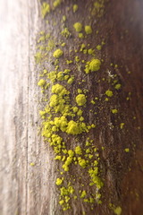 Chrysothrix granulosa