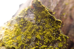 Chrysothrix granulosa