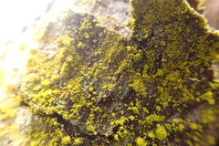 Chrysothrix granulosa