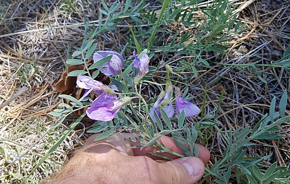 Image of Lathyrus decaphyllus by (c) Colin Croft, some rights reserved (CC BY)
