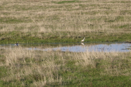 iNaturalist observation photo of Greater Yellowlegs