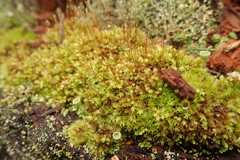 Aulacomnium androgynum