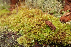 Aulacomnium androgynum