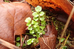 Cardamine oligosperma