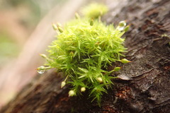 Orthotrichum consimile