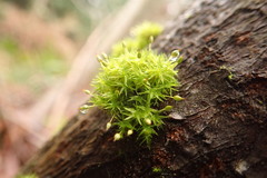 Orthotrichum consimile