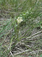 Toxicoscordion venenosum venenosum