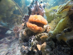 Mimachlamys asperrima