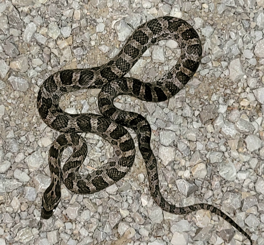 Great Plains Ratsnake in July 2023 by David Heckard · iNaturalist