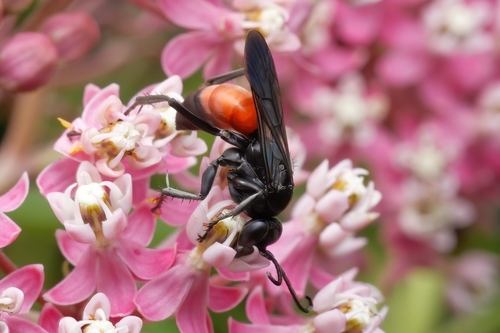 Representative image of Anoplius infuscatus