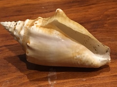 Macrostrombus costatus