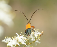Stenoderus ostricilla