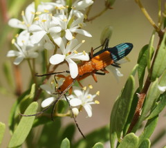 Stenoderus ostricilla