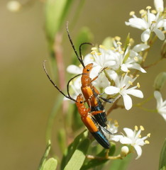 Stenoderus ostricilla