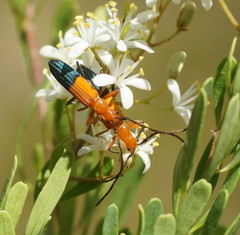 Stenoderus ostricilla