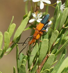 Stenoderus ostricilla