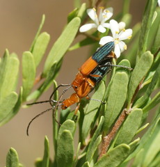 Stenoderus ostricilla