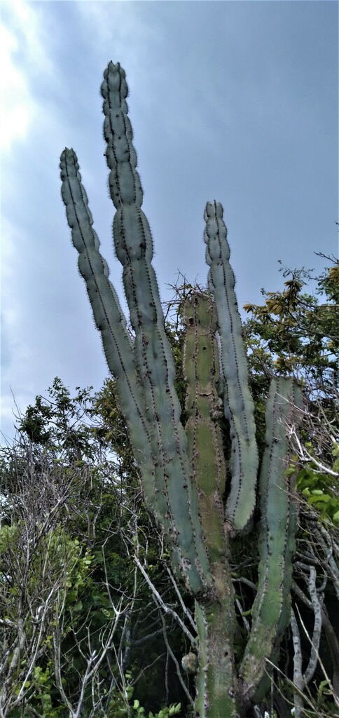 Stenocereus pruinosus in July 2023 by Roberto · iNaturalist