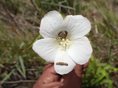 Hibiscus stenophyllus image