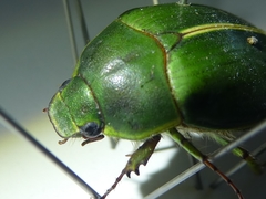 Stethaspis suturalis