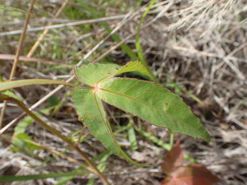 Hibiscus stenophyllus image