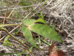 Hibiscus stenophyllus