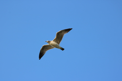 iNaturalist observation photo of Ring-billed Gull