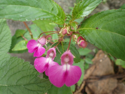 Impatiens baronii image