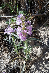 Penstemon angustifolius