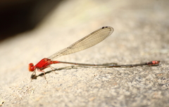 Pseudagrion pilidorsum declaratum