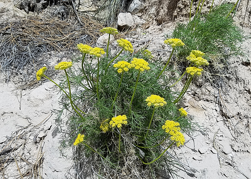 Nuttall's biscuitroot (Lomatium nuttallii)