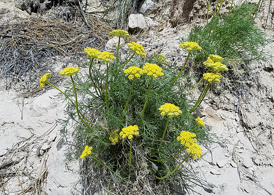 Lomatium nuttallii