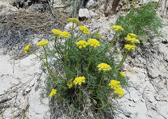 Lomatium nuttallii