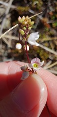 Veronica decora